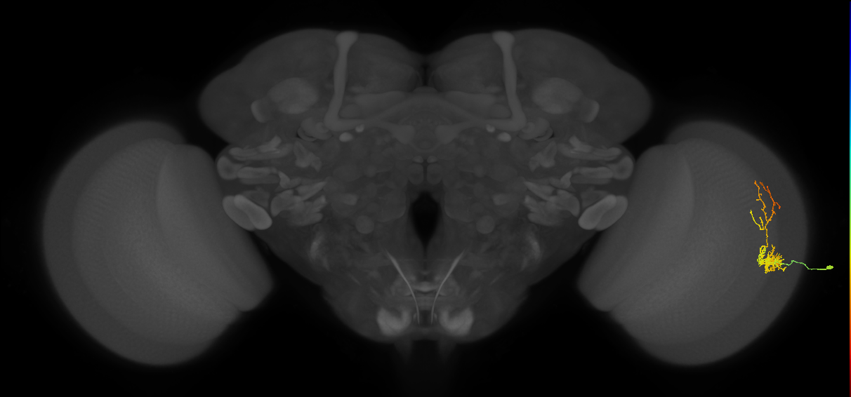 Cm8_R (MaleCNS:48844)