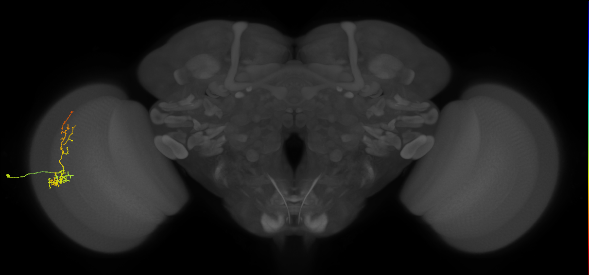 Cm8_L (MaleCNS:511979)