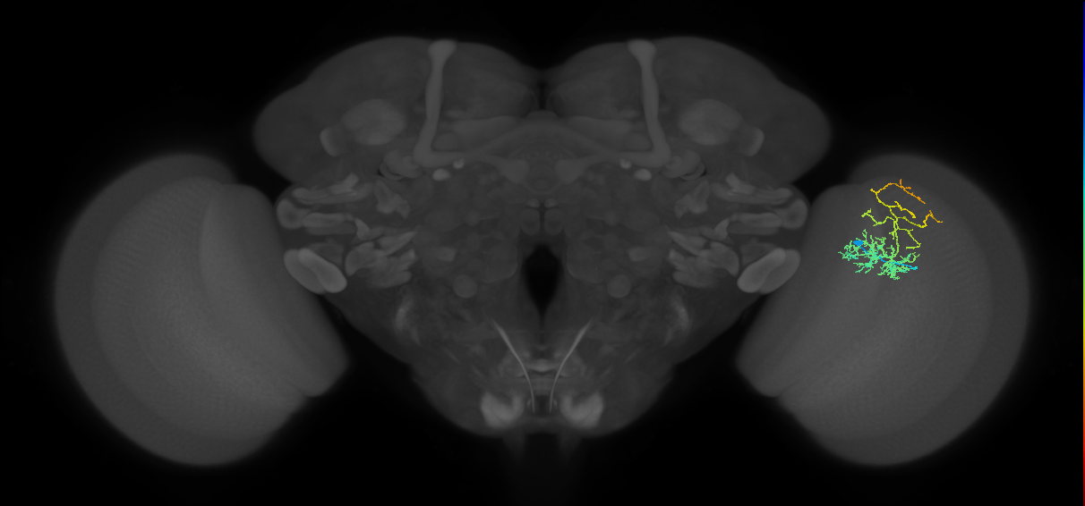 Cm8_R (MaleCNS:50918)