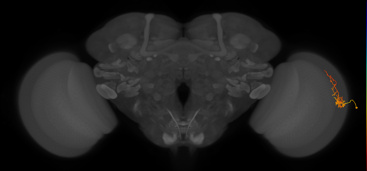 Cm8_R (MaleCNS:68767)