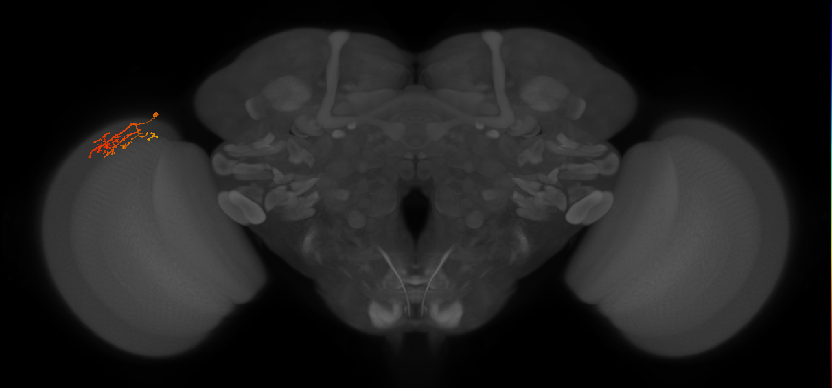 Cm8_L (MaleCNS:132412)