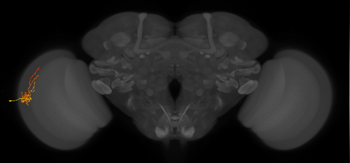 Cm8_L (MaleCNS:159810)