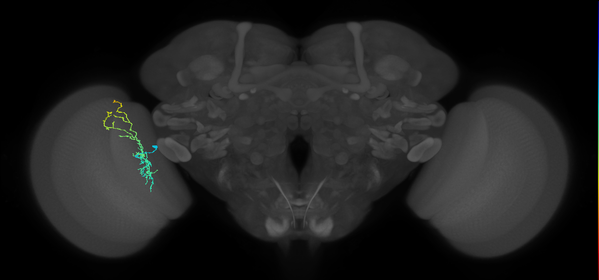 Cm8_L (MaleCNS:74085)