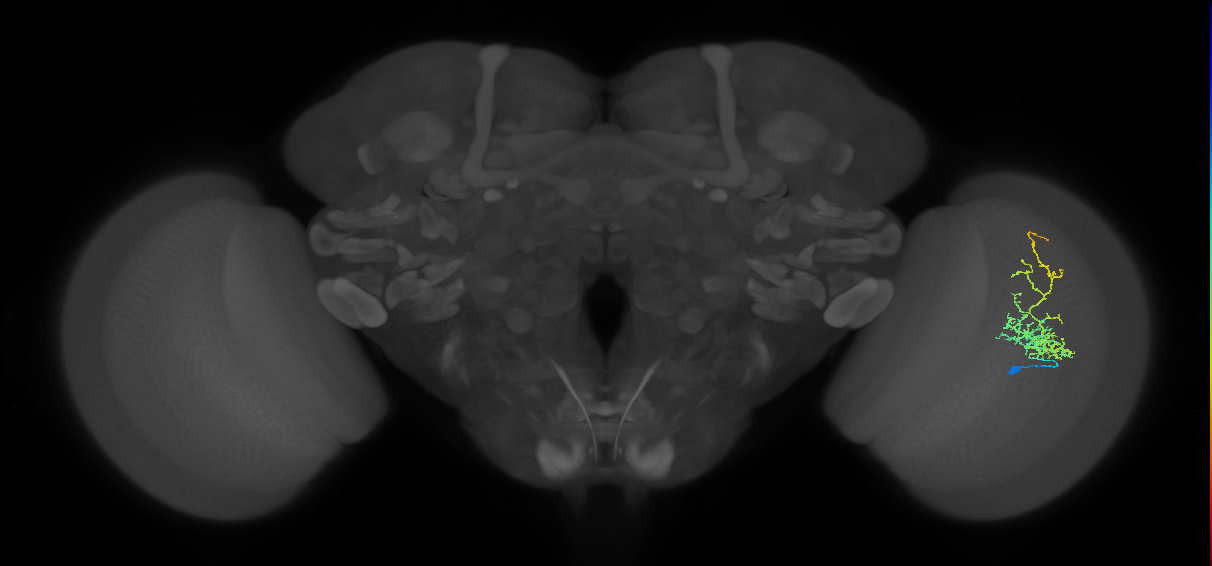 Cm8_R (MaleCNS:49216)