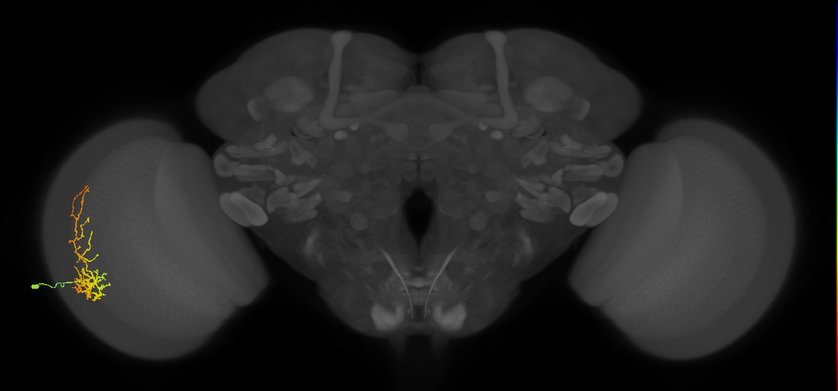Cm8_L (MaleCNS:537639)