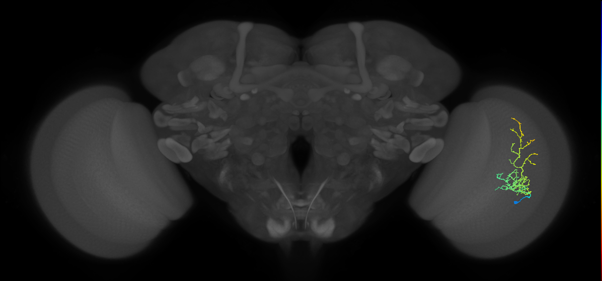 Cm8_R (MaleCNS:54979)