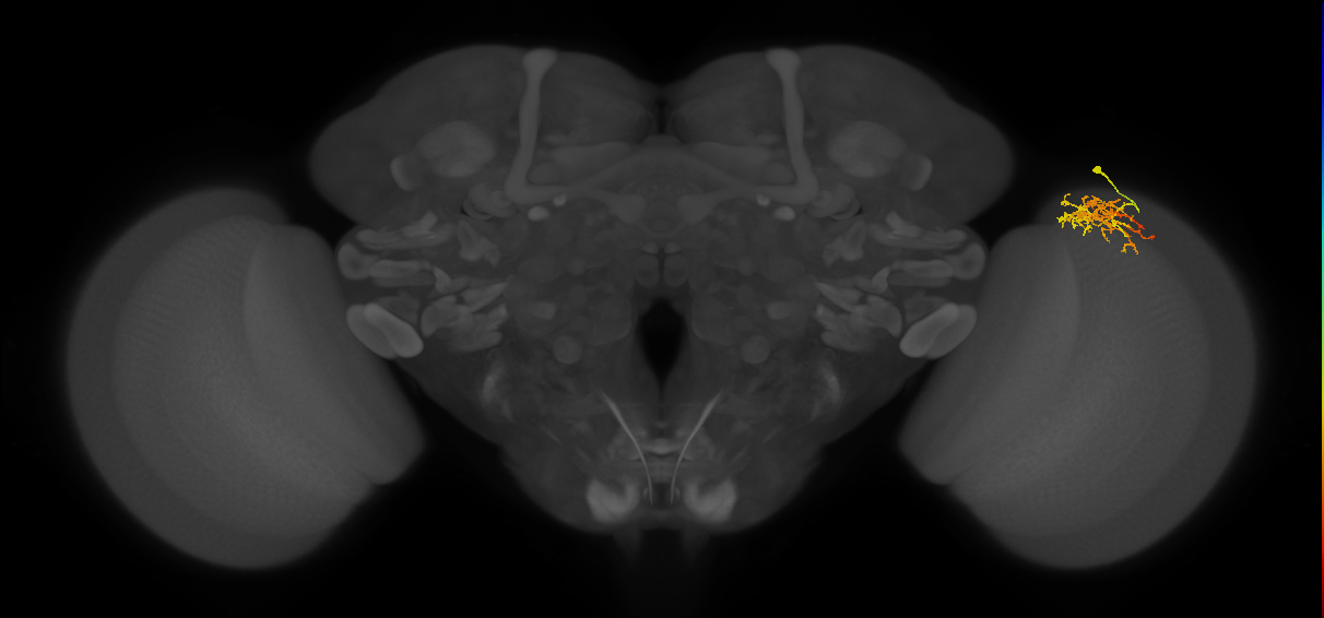 Cm8_R (MaleCNS:64904)
