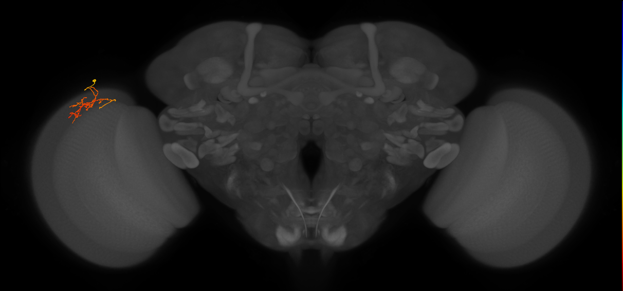 Cm8_L (MaleCNS:132547)