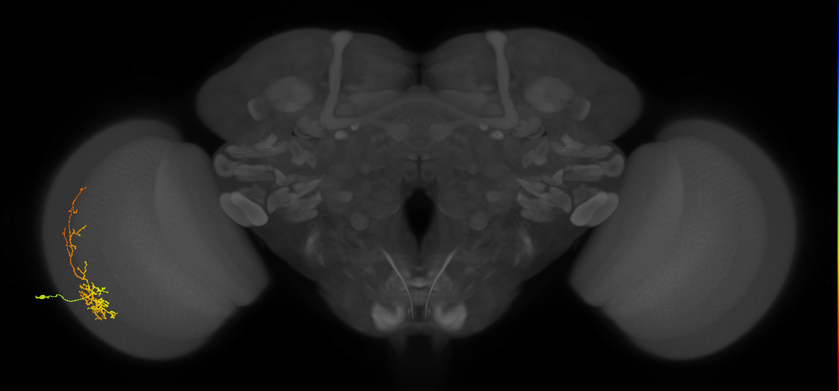 Cm8_L (MaleCNS:518371)
