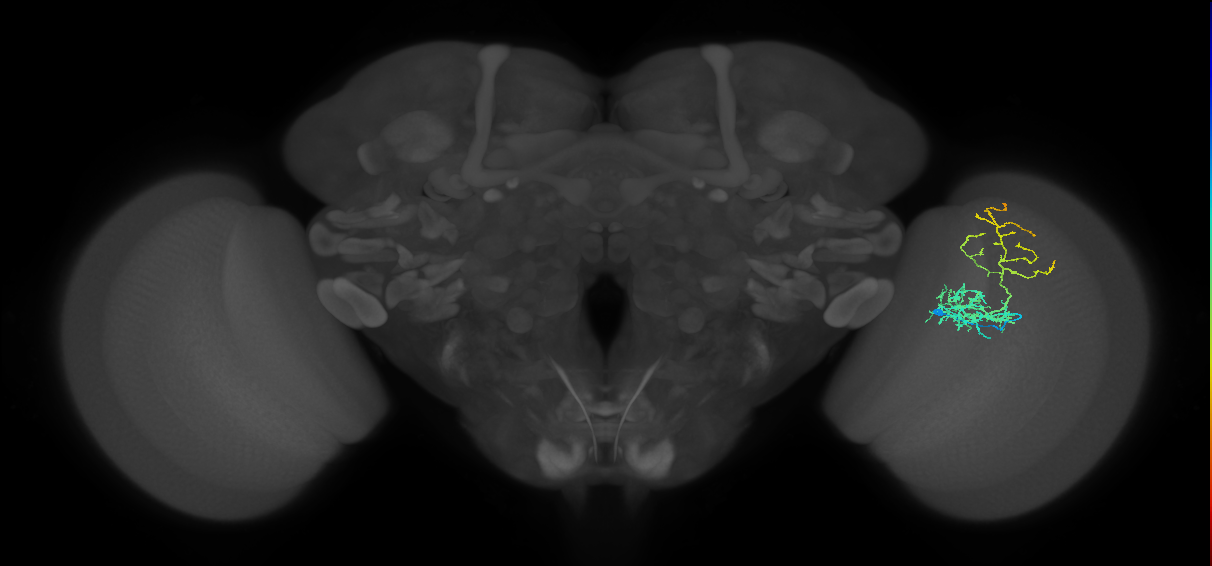Cm8_R (MaleCNS:63299)