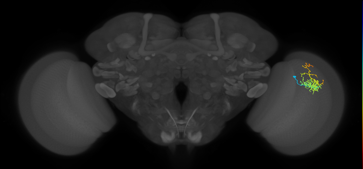 Cm8_R (MaleCNS:64641)