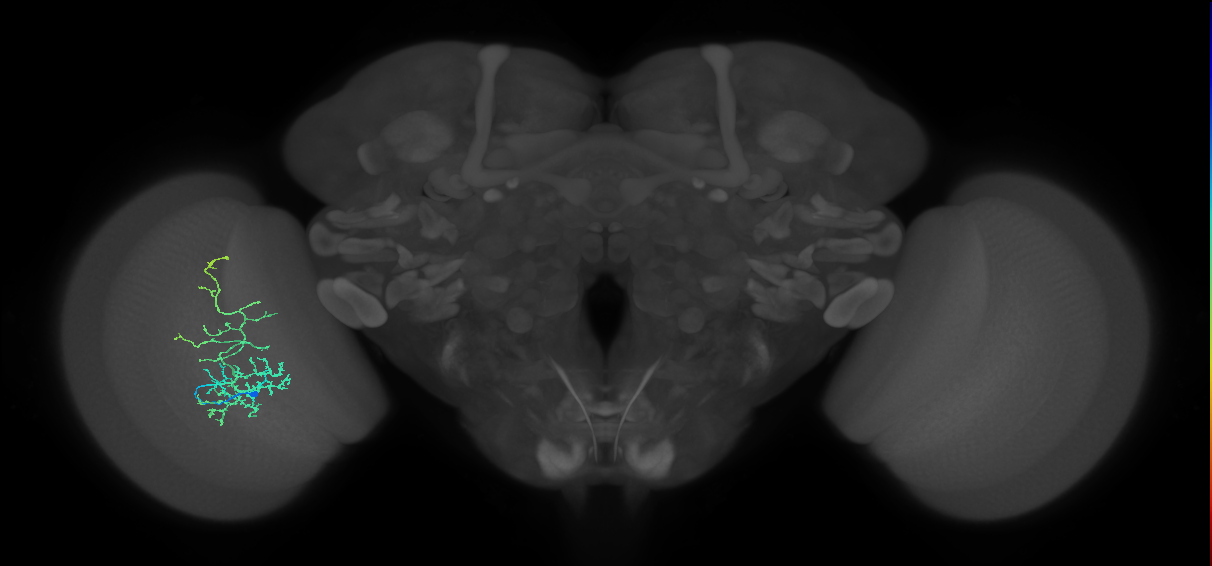 Cm8_L (MaleCNS:536114)
