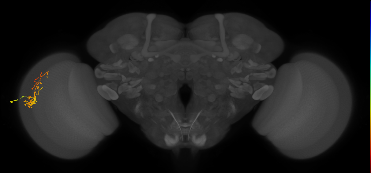 Cm8_L (MaleCNS:50003)