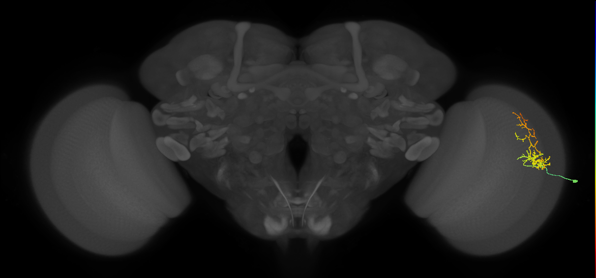 Cm8_R (MaleCNS:73501)