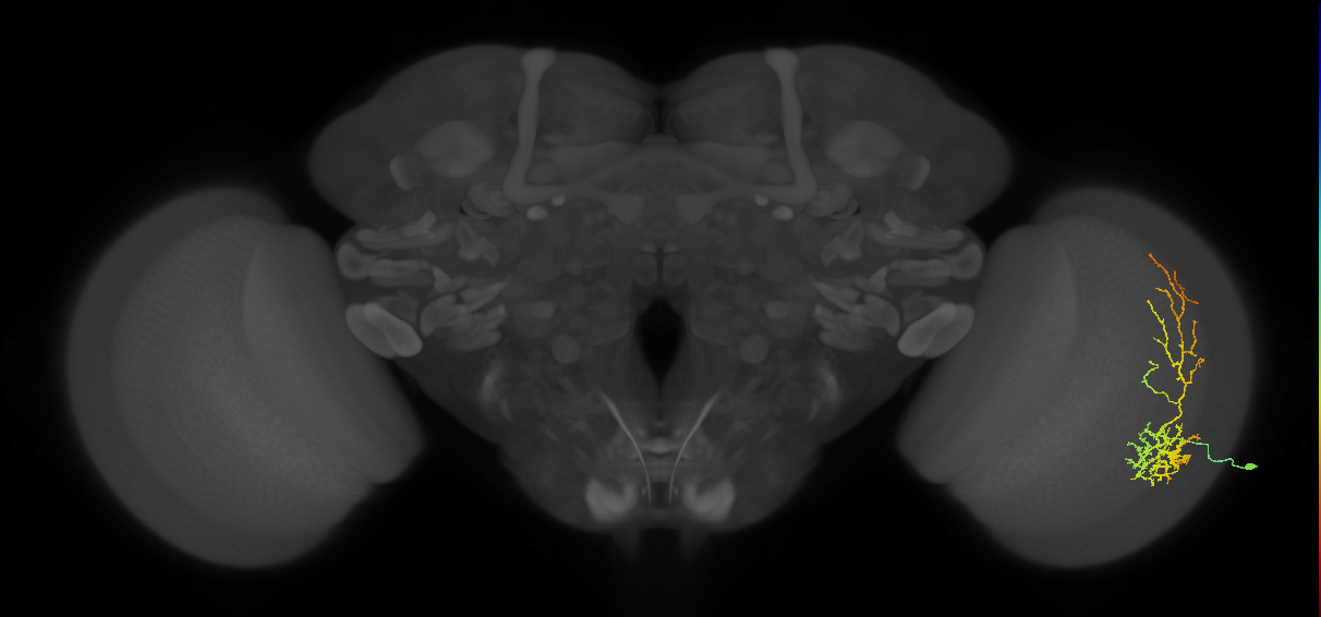 Cm8_R (MaleCNS:31067)