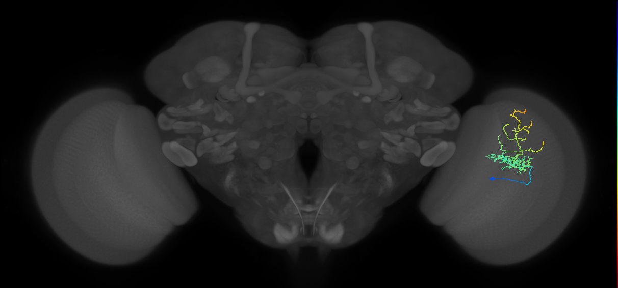 Cm8_R (MaleCNS:52822)