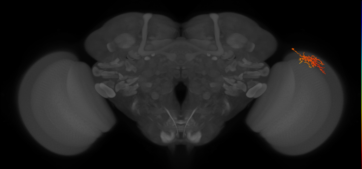 Cm8_R (MaleCNS:66890)