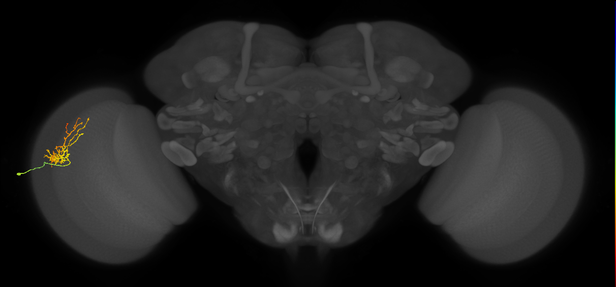 Cm8_L (MaleCNS:529442)