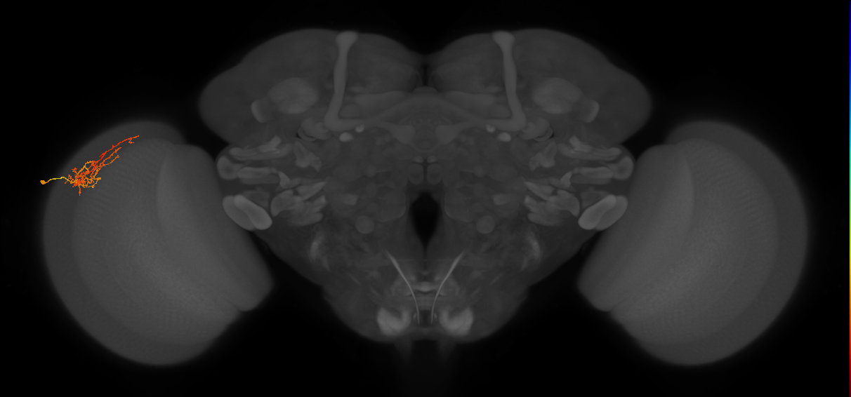 Cm8_L (MaleCNS:513310)