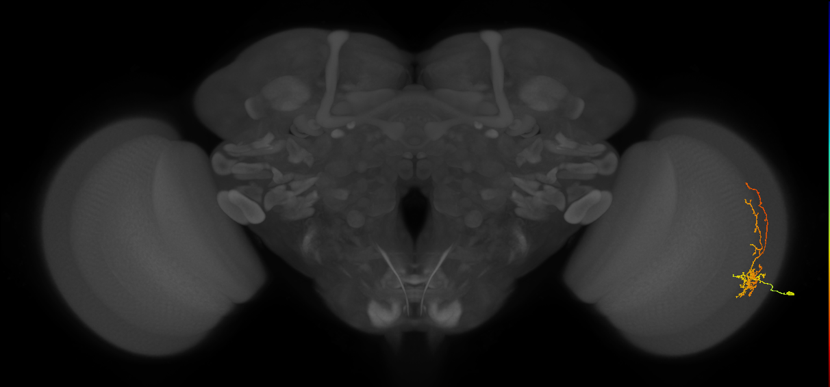 Cm8_R (MaleCNS:76098)