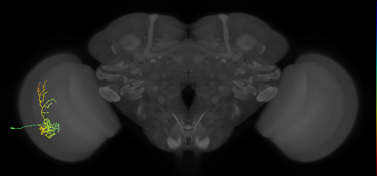 Cm8_L (MaleCNS:21445)