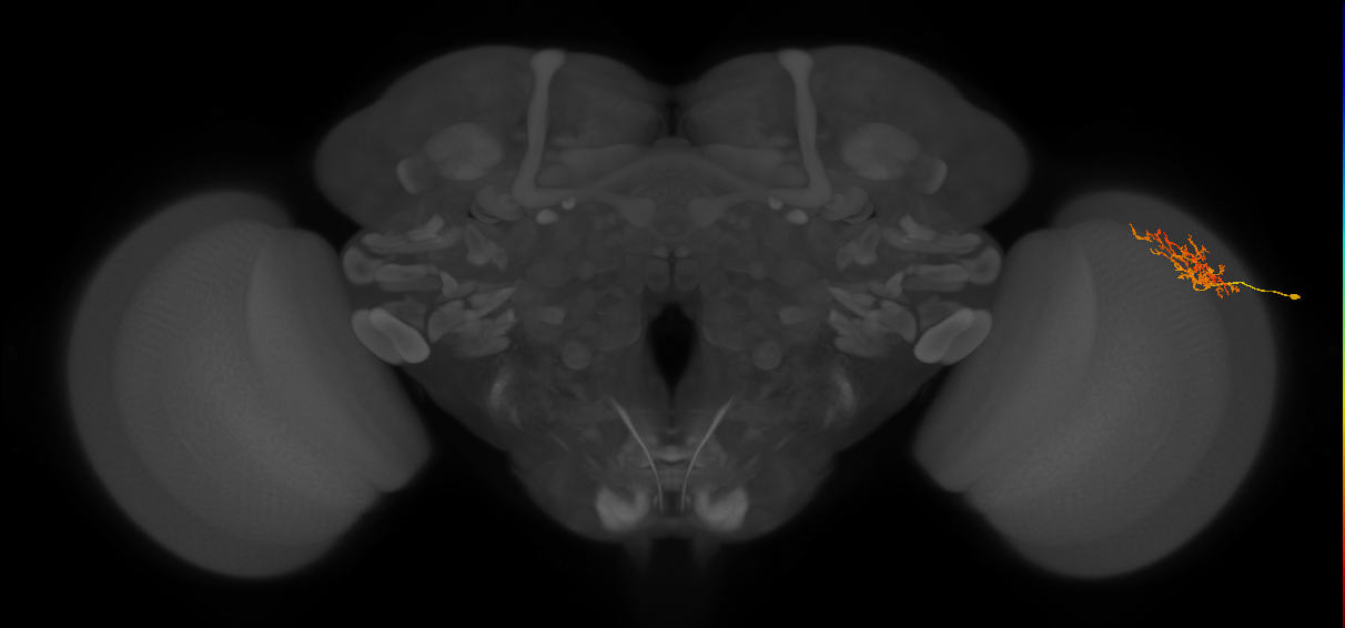 Cm8_R (MaleCNS:62971)