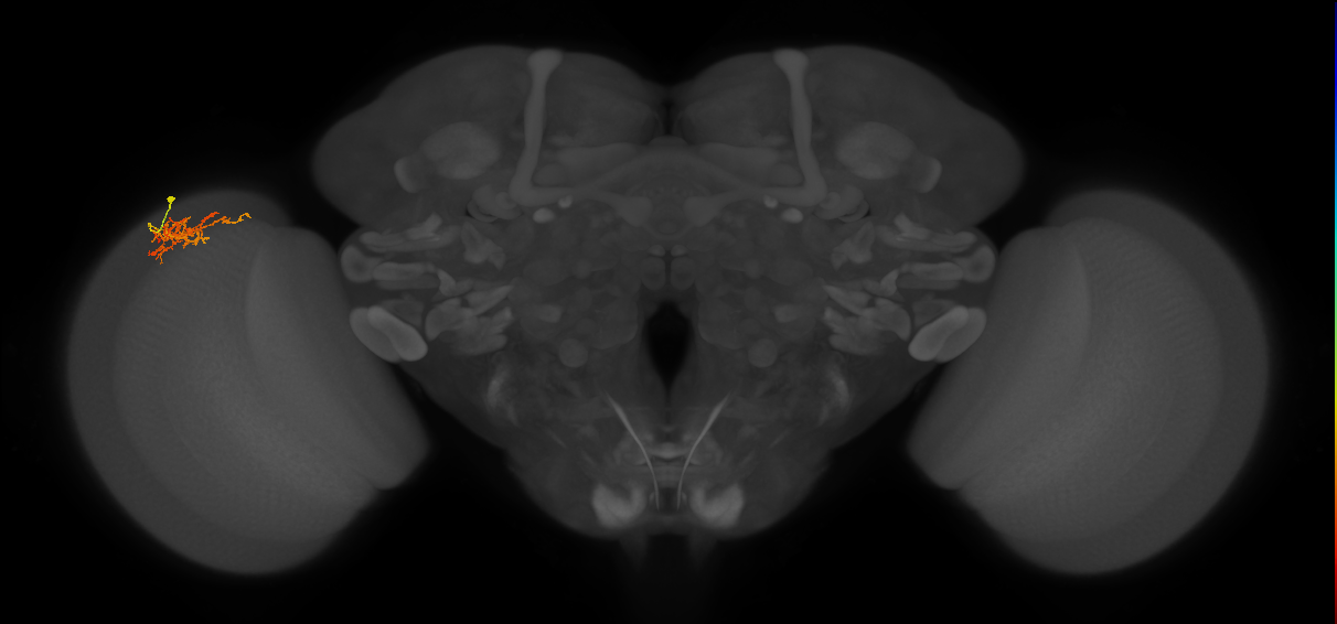 Cm8_L (MaleCNS:80804)