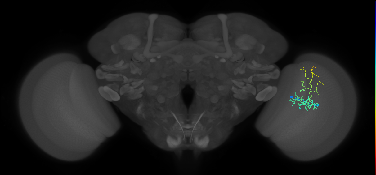 Cm8_R (MaleCNS:50559)
