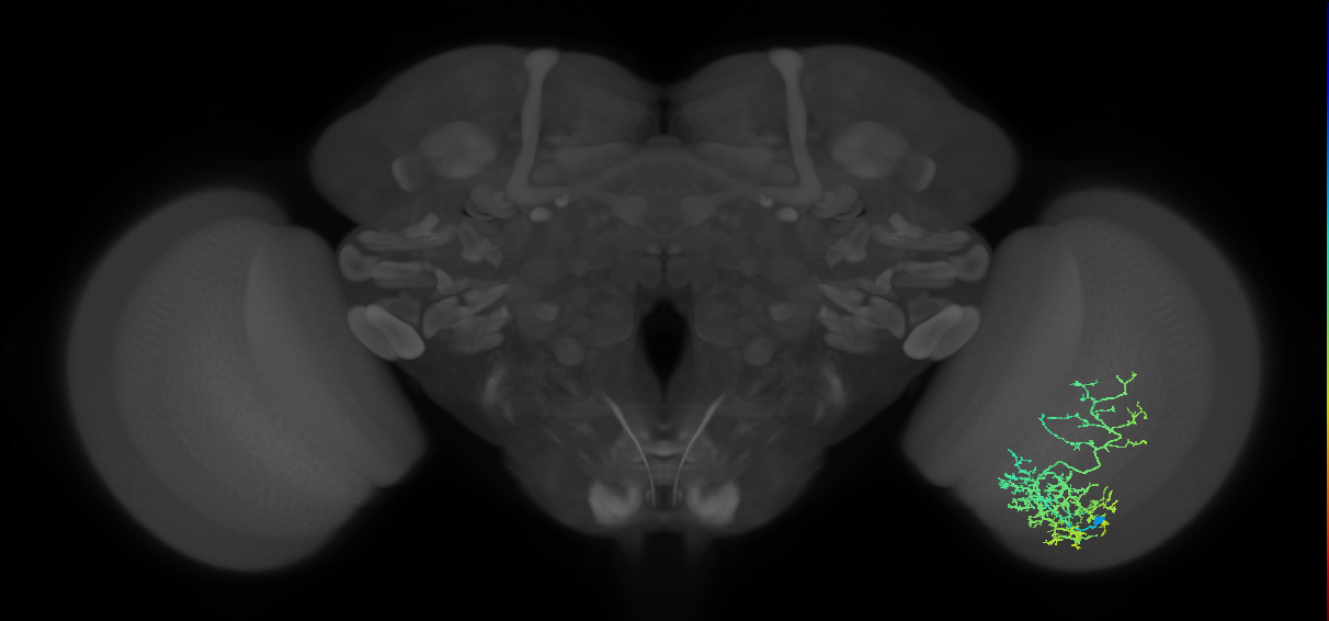 Cm8_R (MaleCNS:27344)