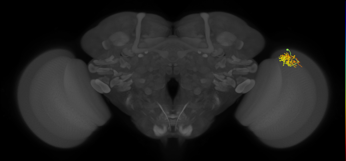 Cm8_R (MaleCNS:55889)