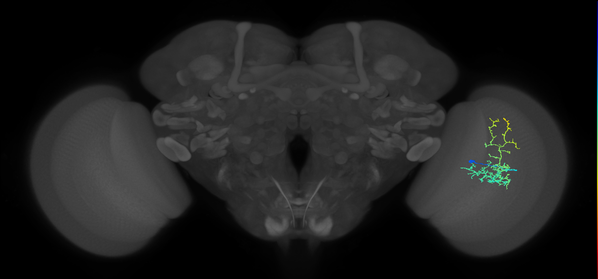 Cm8_R (MaleCNS:48127)