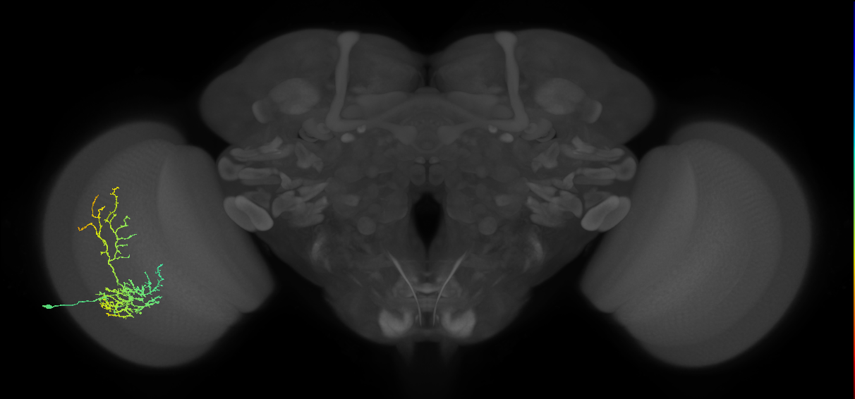 Cm8_L (MaleCNS:30831)