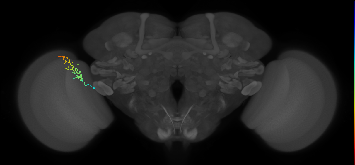 Cm8_L (MaleCNS:77716)