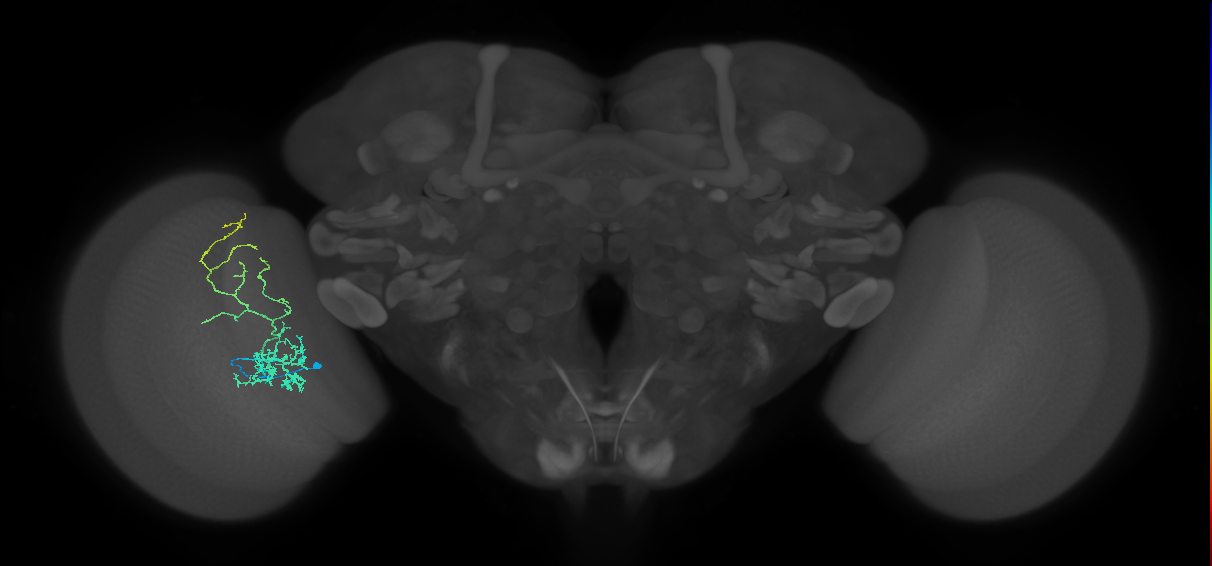 Cm8_L (MaleCNS:534103)