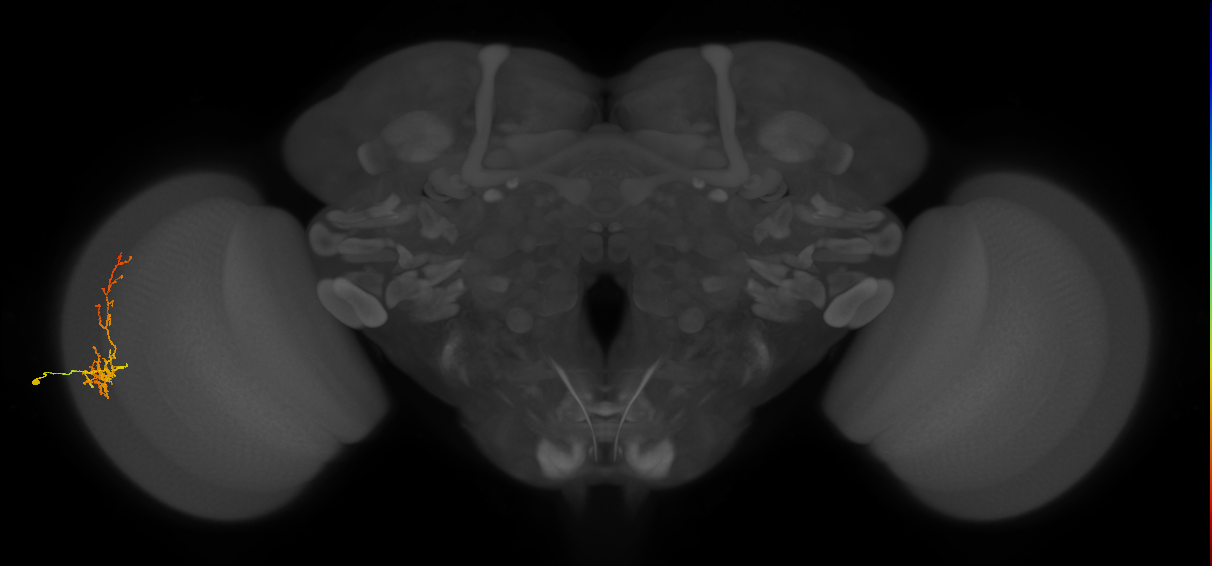 Cm8_L (MaleCNS:86616)