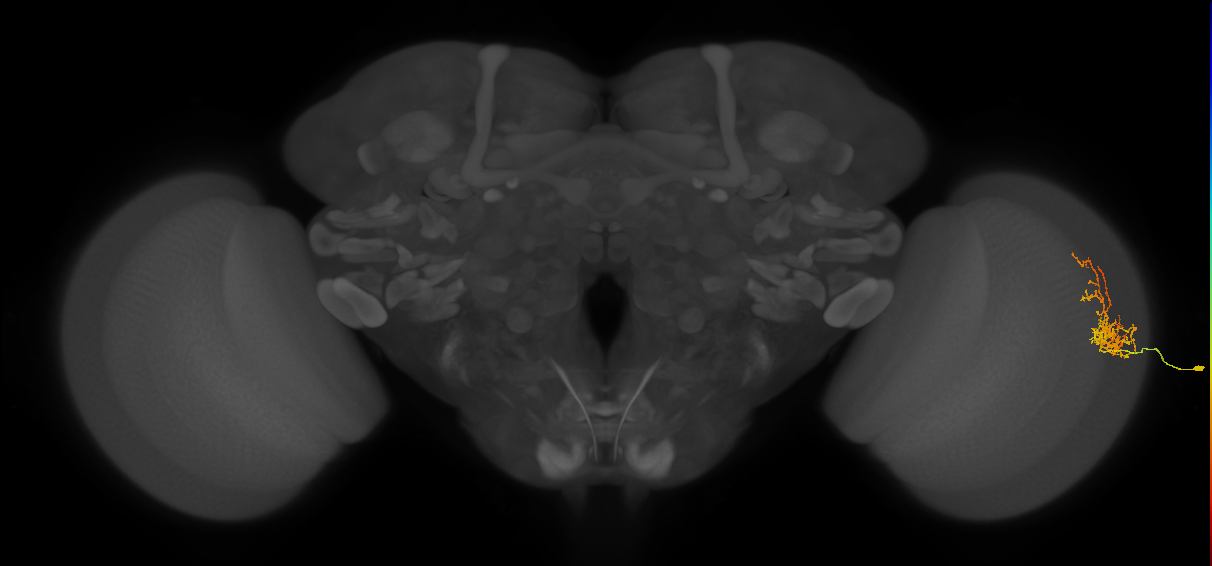 Cm8_R (MaleCNS:82821)
