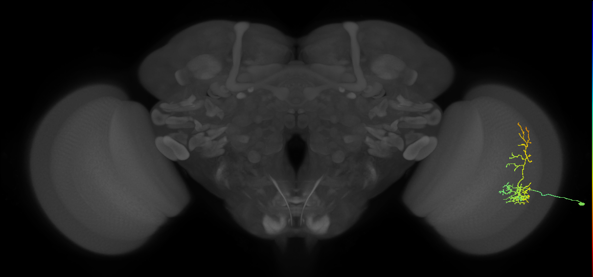 Cm8_R (MaleCNS:58851)