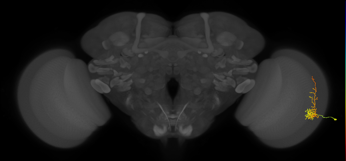 Cm8_R (MaleCNS:52978)