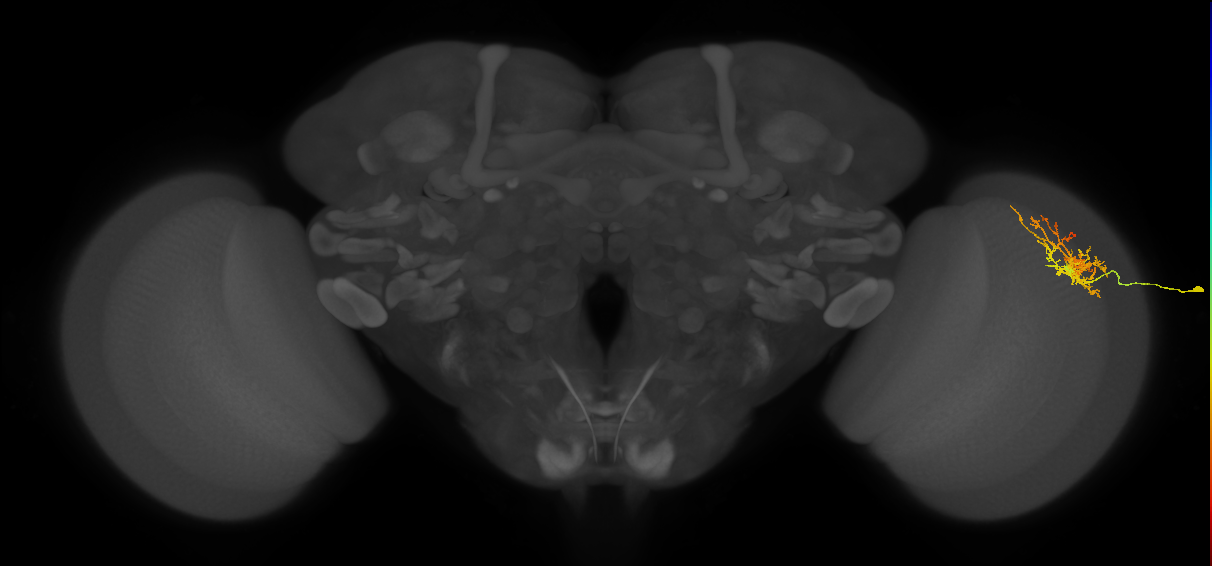 Cm8_R (MaleCNS:537505)