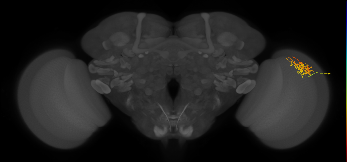 Cm8_R (MaleCNS:50294)
