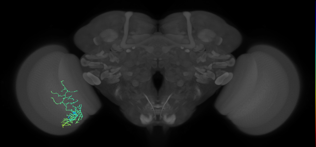 Cm8_L (MaleCNS:42362)