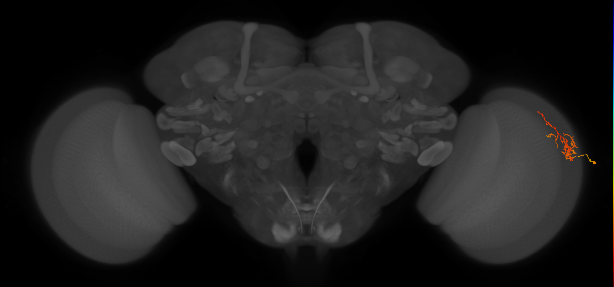 Cm8_R (MaleCNS:128145)