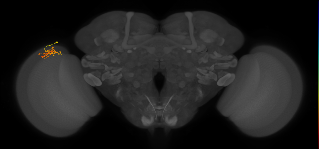 Cm8_L (MaleCNS:531688)