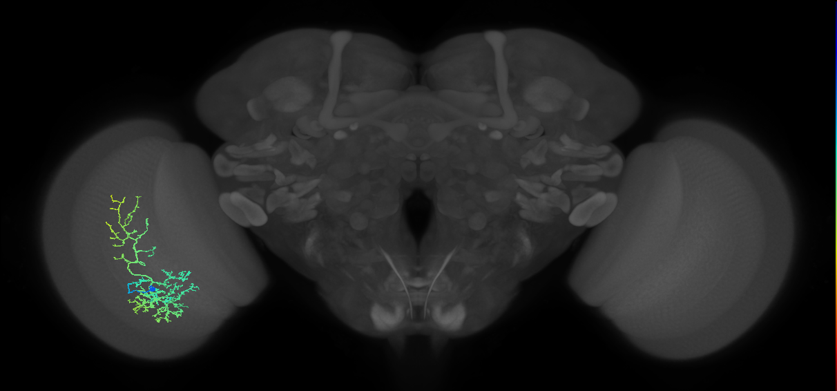 Cm8_L (MaleCNS:32624)