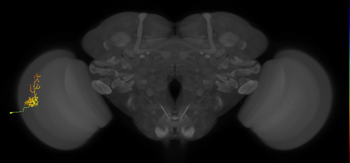 Cm8_L (MaleCNS:539435)