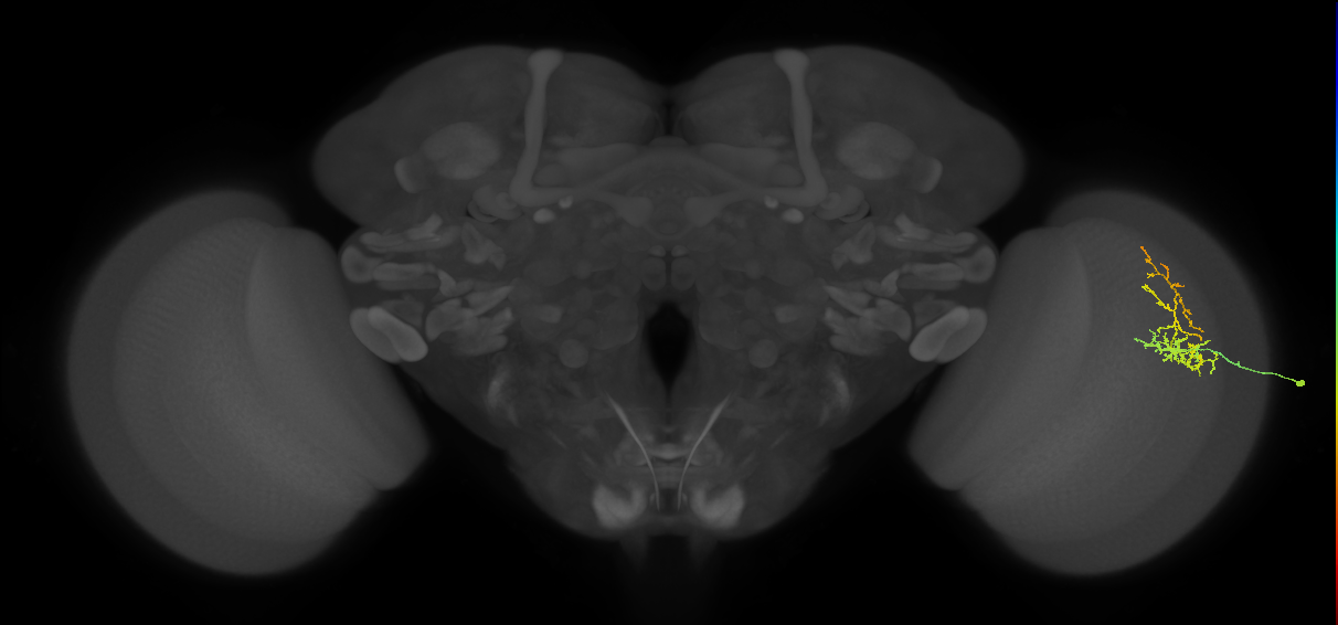 Cm8_R (MaleCNS:57200)