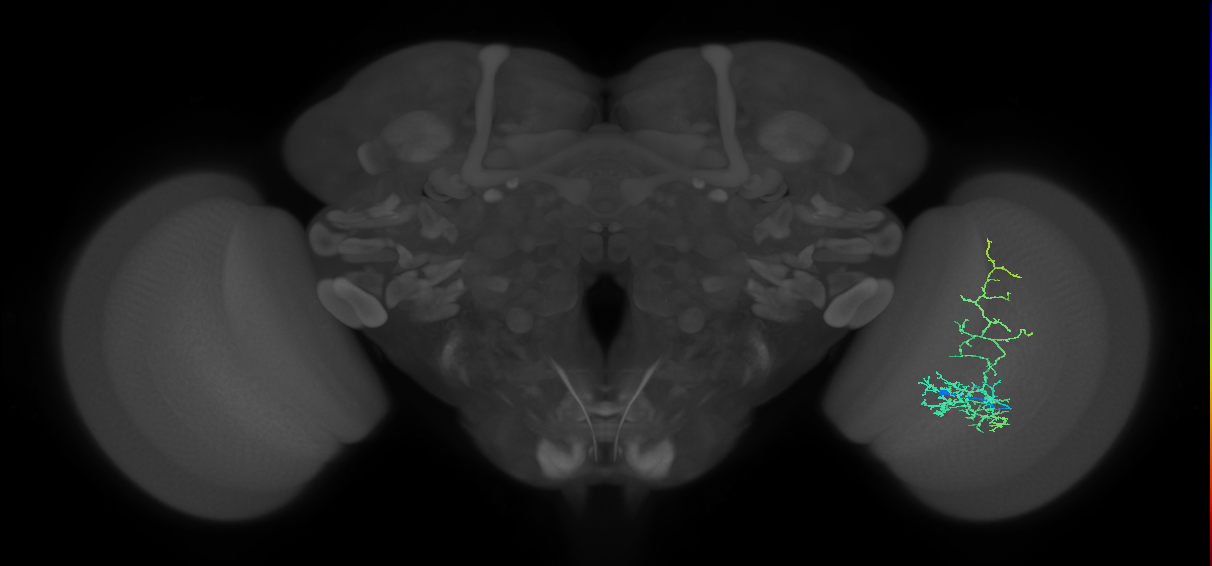 Cm8_R (MaleCNS:53392)
