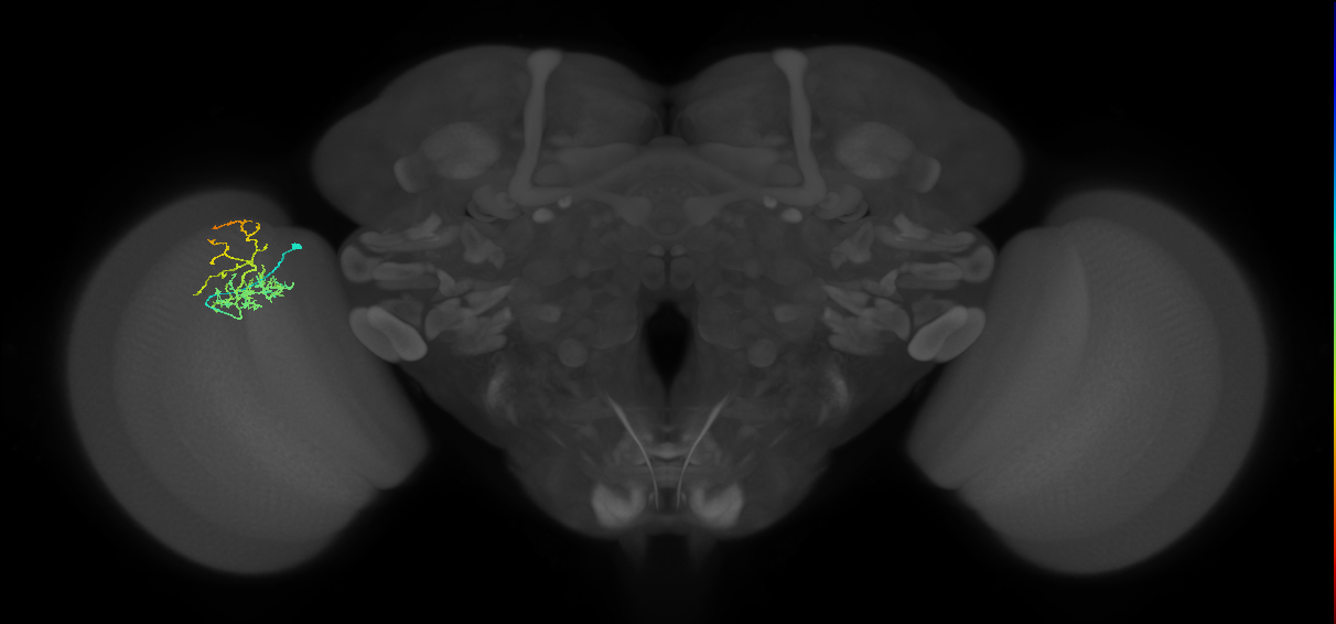 Cm8_L (MaleCNS:87009)