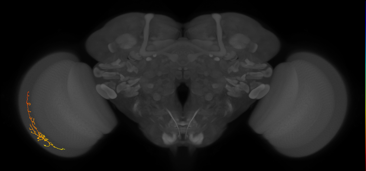 Cm8_L (MaleCNS:178940)