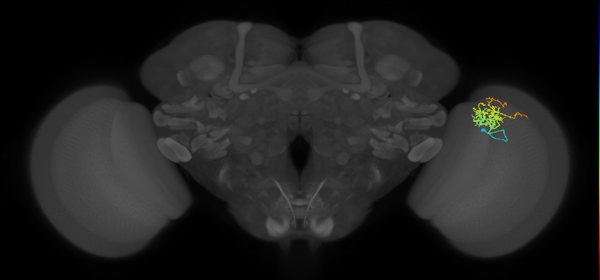 Cm8_R (MaleCNS:51511)